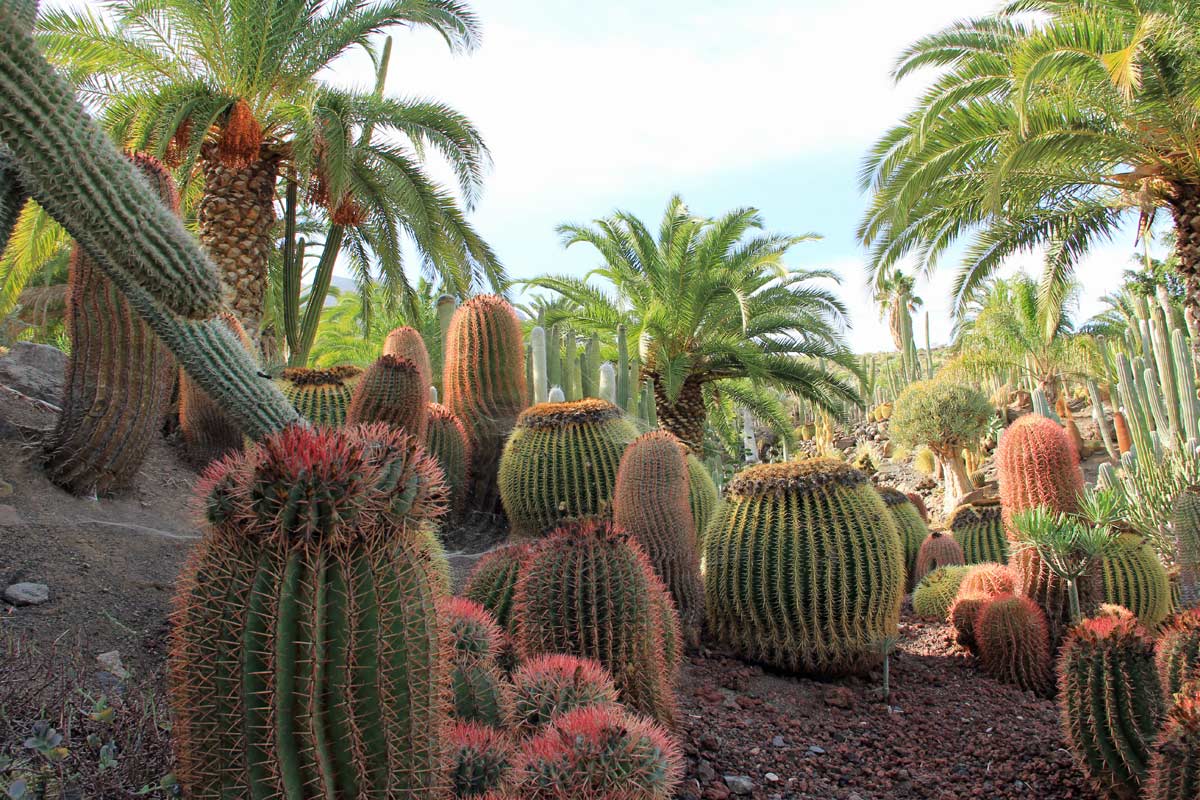 GIARDIN DE CACTUS di Gran Canaria